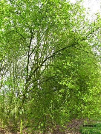  picture  Vogelkers |Prunus_Padus