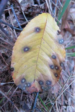  picture  Vogelkers |Prunus_Padus