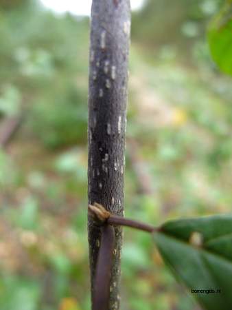  picture  Vuilboom |Rhamnus_frangula