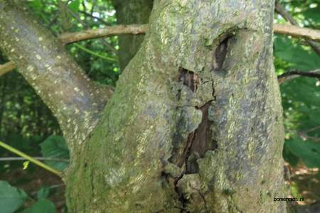  picture  Vuilboom |Rhamnus_frangula