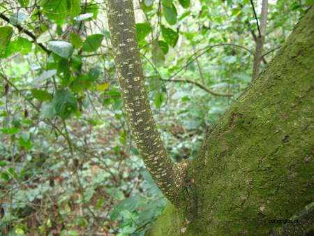  picture  Vuilboom |Rhamnus_frangula