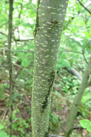  picture  Vuilboom |Rhamnus_frangula