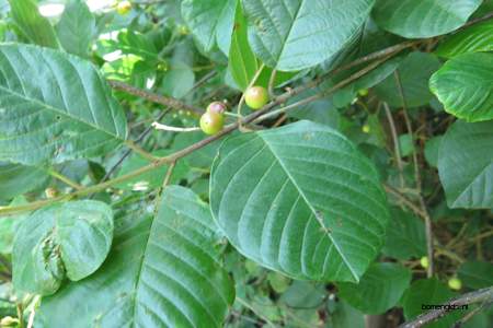  picture  Vuilboom |Rhamnus_frangula