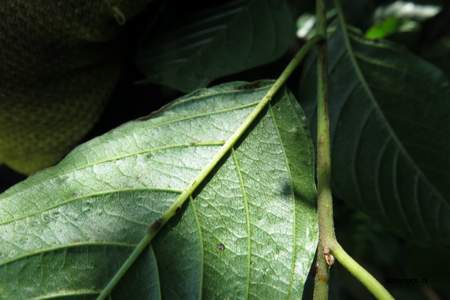  picture  Vuilboom |Rhamnus_frangula