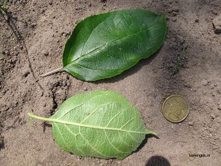  picture  Vuilboom |Rhamnus_frangula