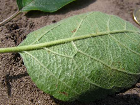  picture  Vuilboom |Rhamnus_frangula
