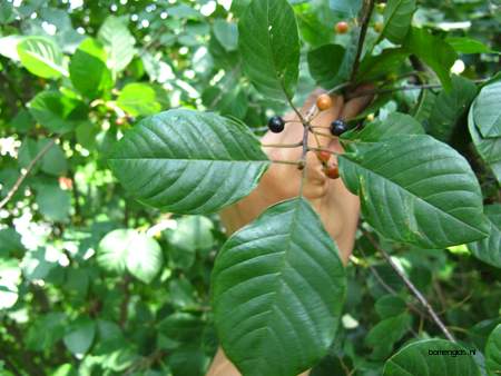  picture  Vuilboom |Rhamnus_frangula