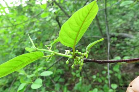  picture  Vuilboom |Rhamnus_frangula