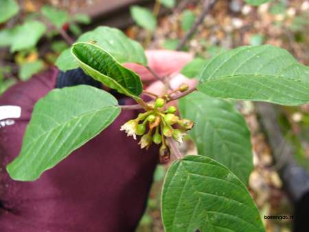  picture  Vuilboom |Rhamnus_frangula