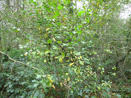  picture  Vuilboom |Rhamnus_frangula