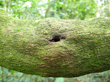  picture  Vuilboom |Rhamnus_frangula