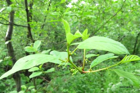  picture  Vuilboom |Rhamnus_frangula