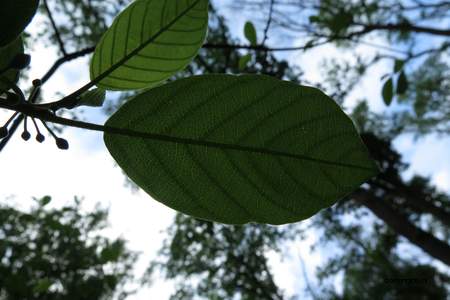  picture  Vuilboom |Rhamnus_frangula