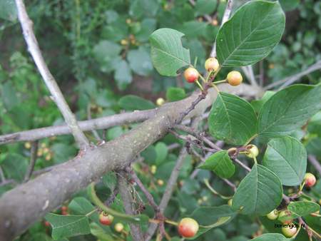  picture  Vuilboom |Rhamnus_frangula