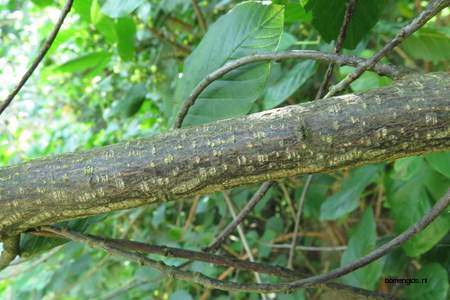  picture  Vuilboom |Rhamnus_frangula