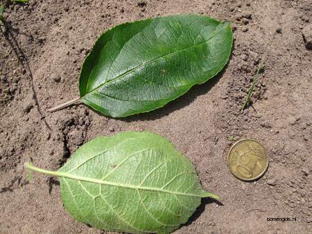  picture  Vuilboom |Rhamnus_frangula