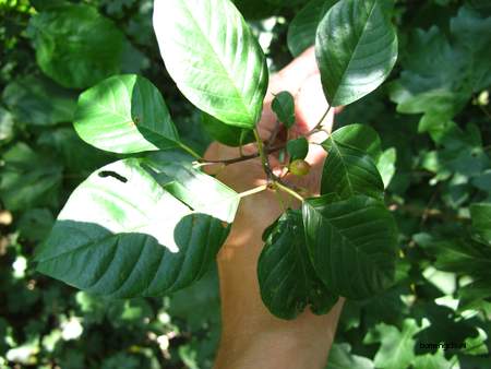  picture  Vuilboom |Rhamnus_frangula