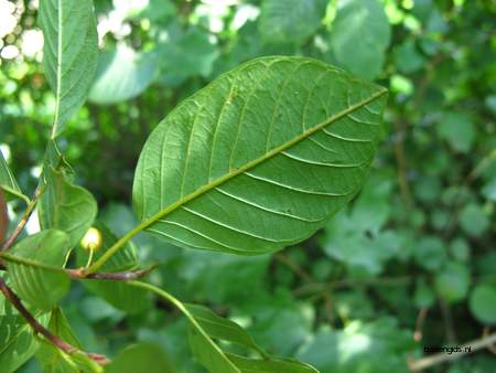  picture  Vuilboom |Rhamnus_frangula