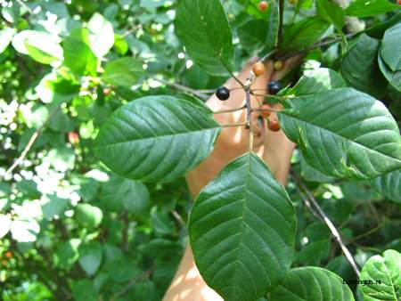  picture  Vuilboom |Rhamnus_frangula