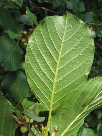  picture  Vuilboom |Rhamnus_frangula