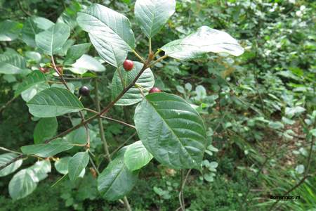  picture  Vuilboom |Rhamnus_frangula