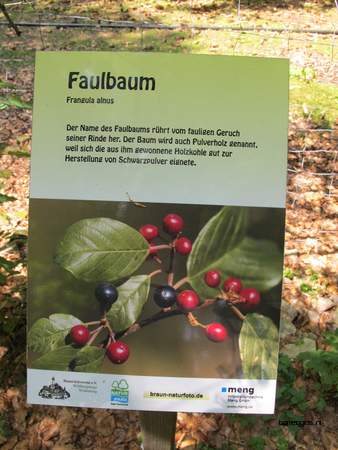  picture  Vuilboom |Rhamnus_frangula