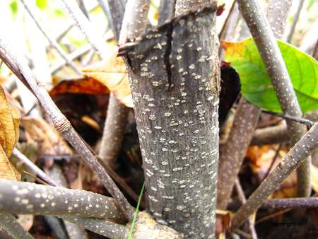  picture  Vuilboom |Rhamnus_frangula