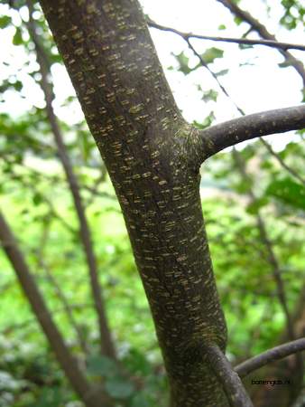  picture  Vuilboom |Rhamnus_frangula