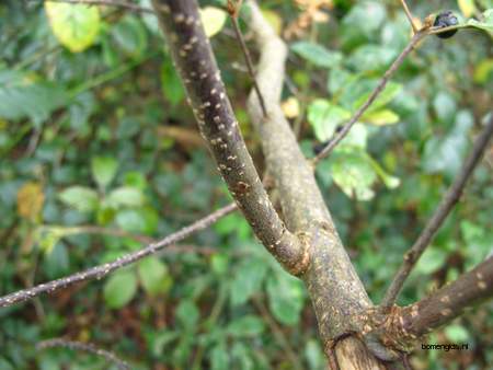  picture  Vuilboom |Rhamnus_frangula