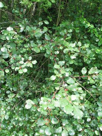  picture  Vuilboom |Rhamnus_frangula