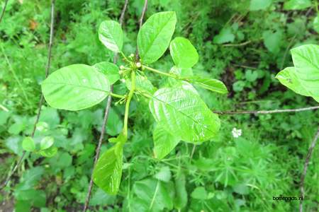  picture  Vuilboom |Rhamnus_frangula