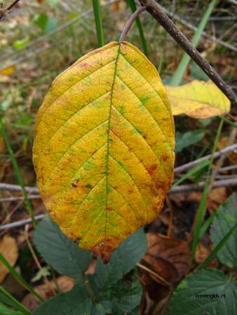  picture  Vuilboom |Rhamnus_frangula