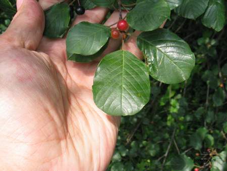  picture  Vuilboom |Rhamnus_frangula