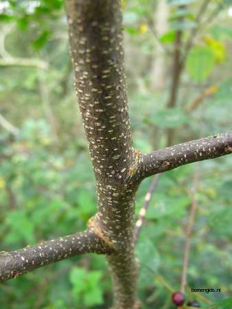  picture  Vuilboom |Rhamnus_frangula