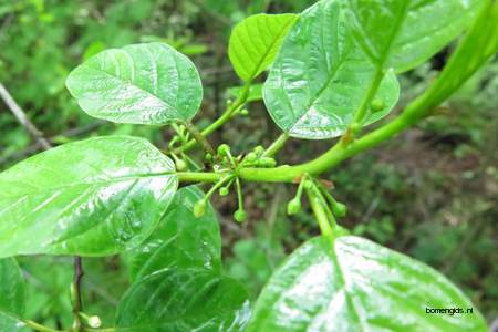  picture  Vuilboom |Rhamnus_frangula