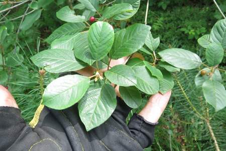  picture  Vuilboom |Rhamnus_frangula