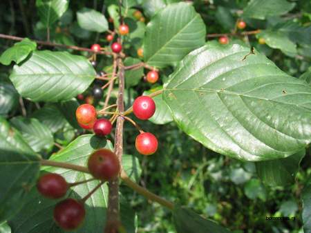  picture  Vuilboom |Rhamnus_frangula