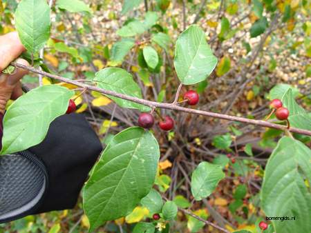  picture  Vuilboom |Rhamnus_frangula