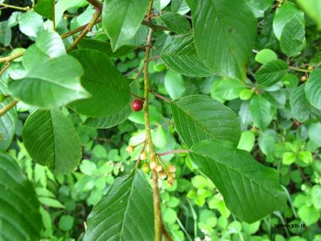  picture  Vuilboom |Rhamnus_frangula