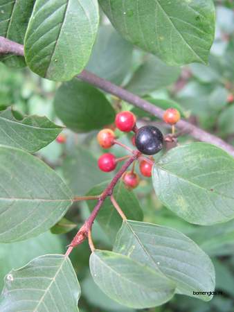  picture  Vuilboom |Rhamnus_frangula