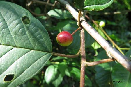  picture  Vuilboom |Rhamnus_frangula