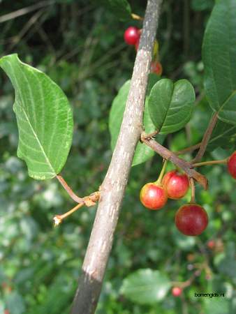  picture  Vuilboom |Rhamnus_frangula