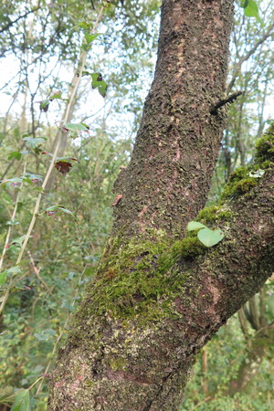  picture  Wegedoorn |Rhamnus_cathartica