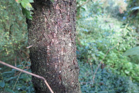  picture  Wegedoorn |Rhamnus_cathartica