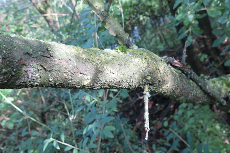  picture  Wegedoorn |Rhamnus_cathartica