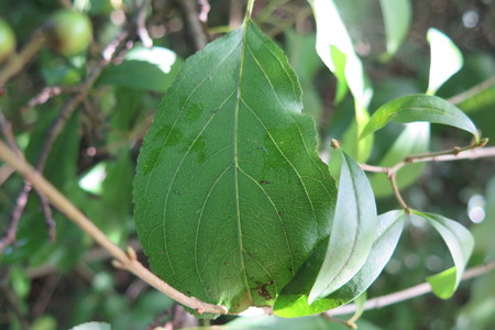  picture  Wegedoorn |Rhamnus_cathartica