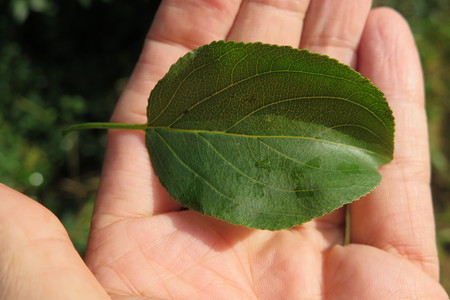  picture  Wegedoorn |Rhamnus_cathartica