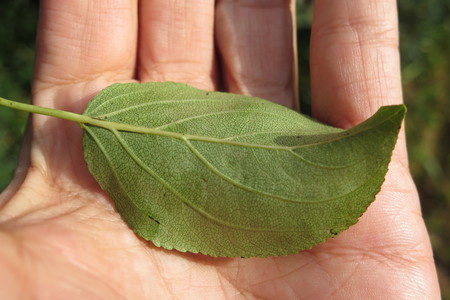  picture  Wegedoorn |Rhamnus_cathartica