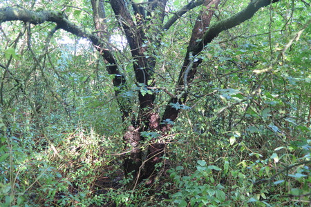  picture  Wegedoorn |Rhamnus_cathartica