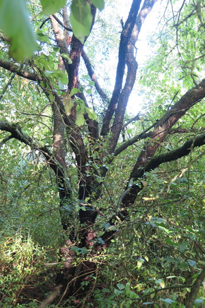  picture  Wegedoorn |Rhamnus_cathartica